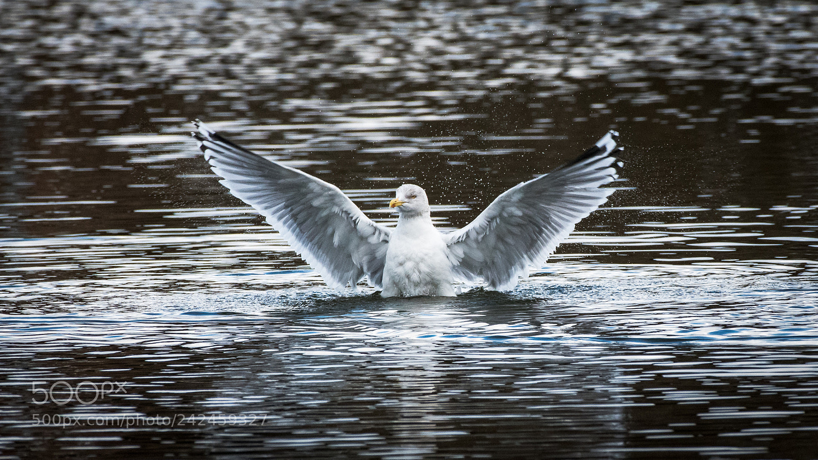Nikon D500 sample photo. Seagull... photography