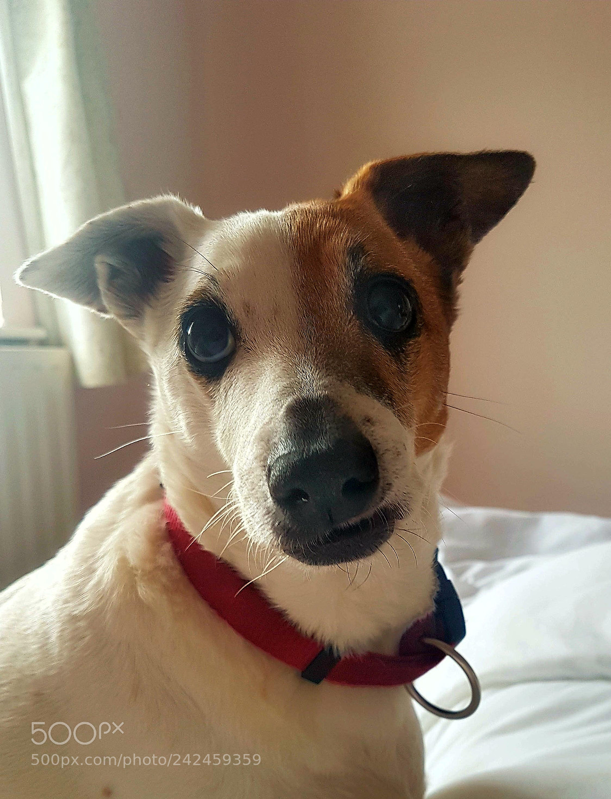 Samsung Galaxy S7 Edge sample photo. All in the eyes... photography