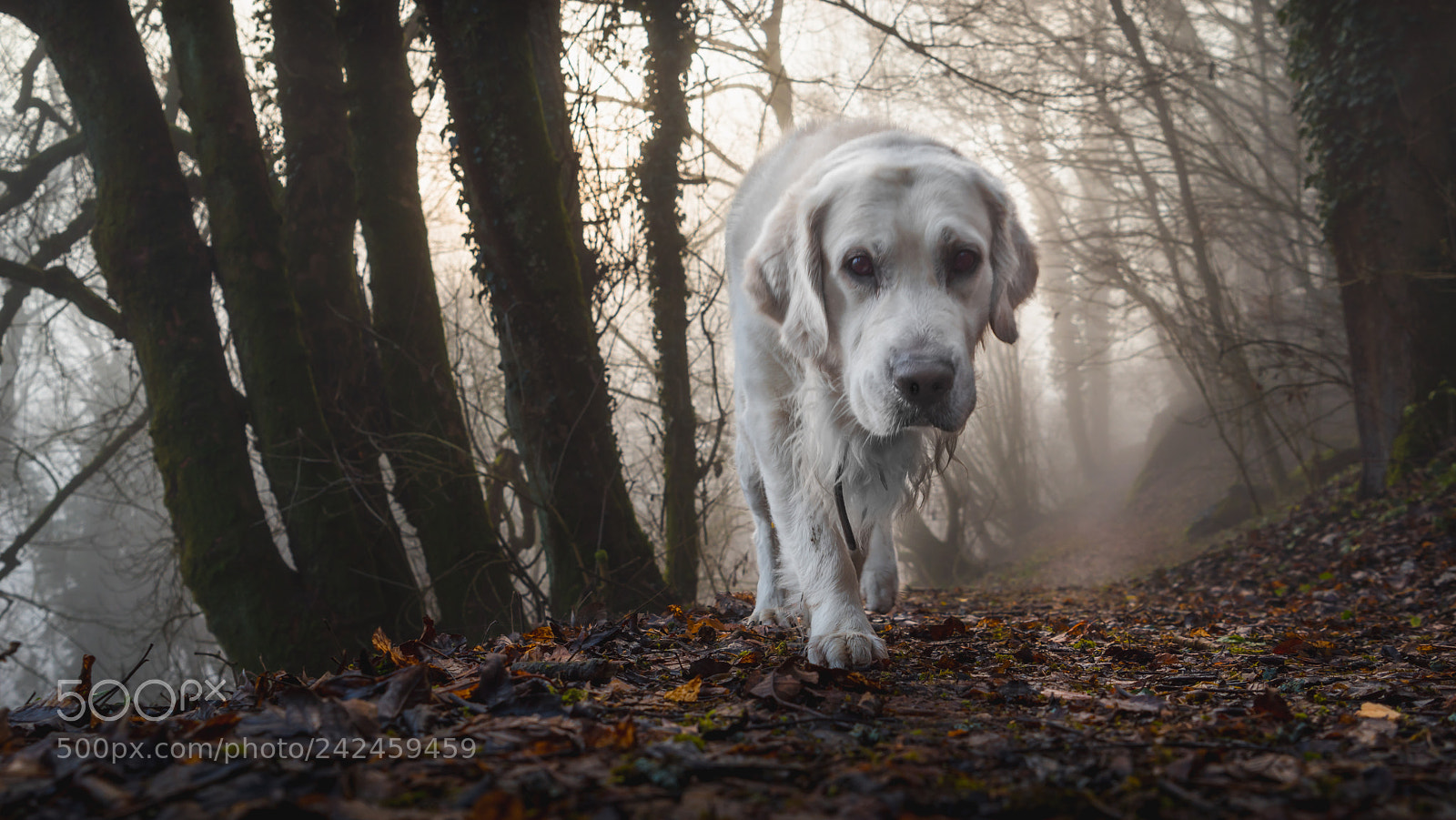 Sony a7R sample photo. Bavarian forest 2 photography