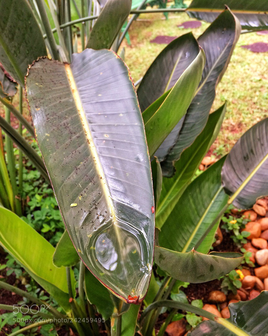 Apple iPhone 5s sample photo. Untitled photography