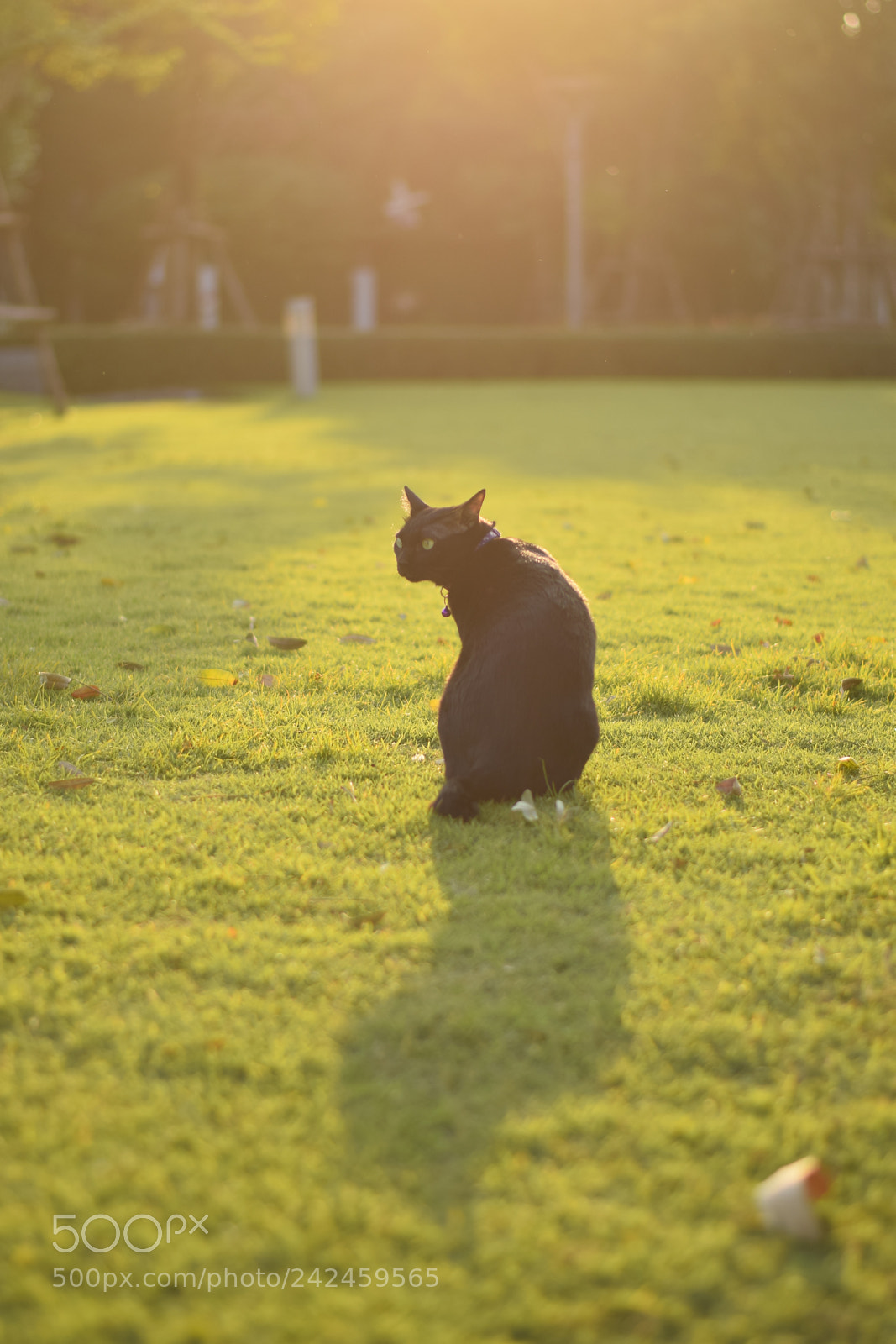 Nikon AF-S Nikkor 50mm F1.8G sample photo. On grass photography