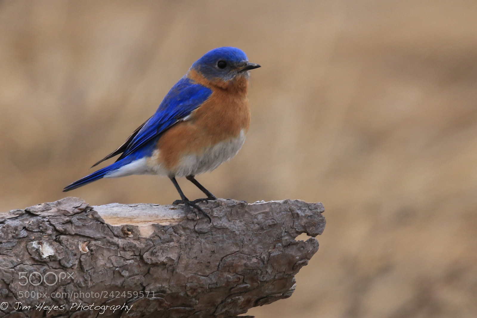 Canon EOS 7D Mark II sample photo. Eastern bluebird profile photography