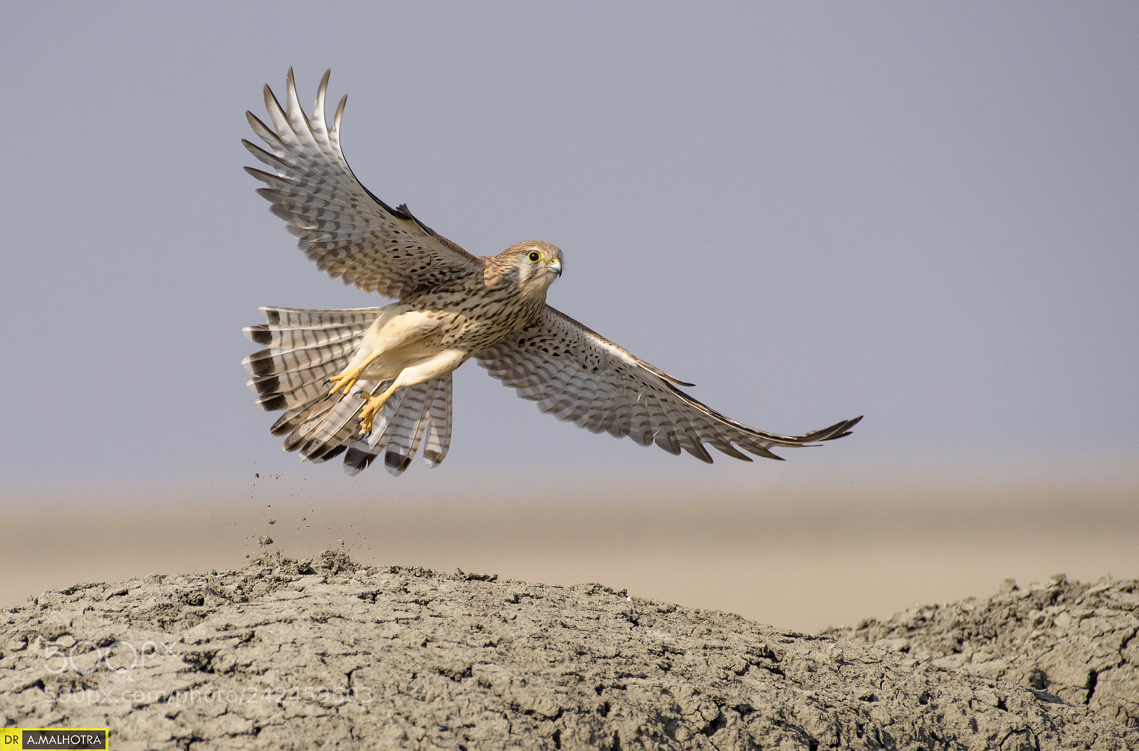 Nikon D810 sample photo. Kestrel..... take of photography