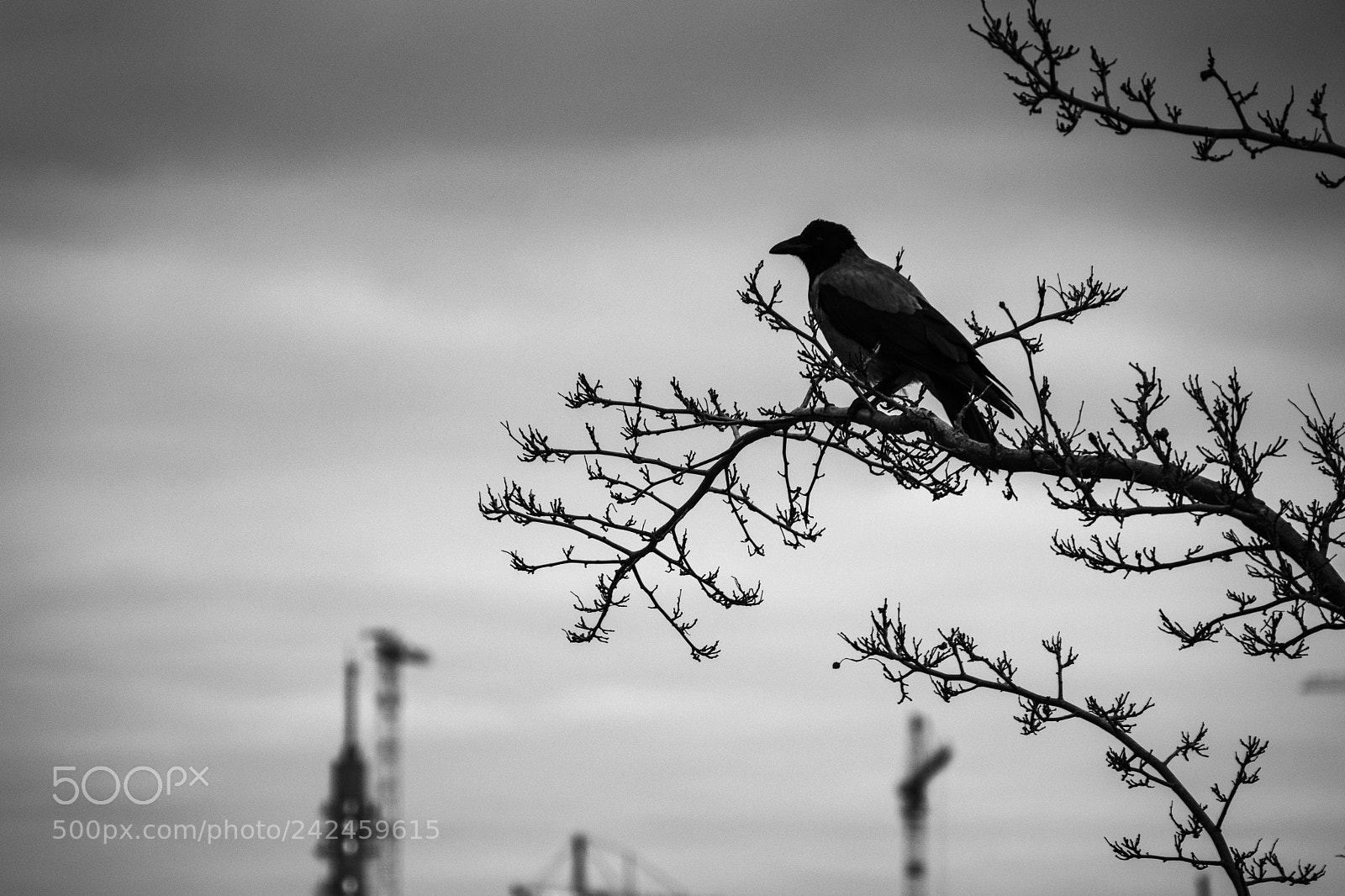 Fujifilm X-T2 sample photo. King of the hill photography
