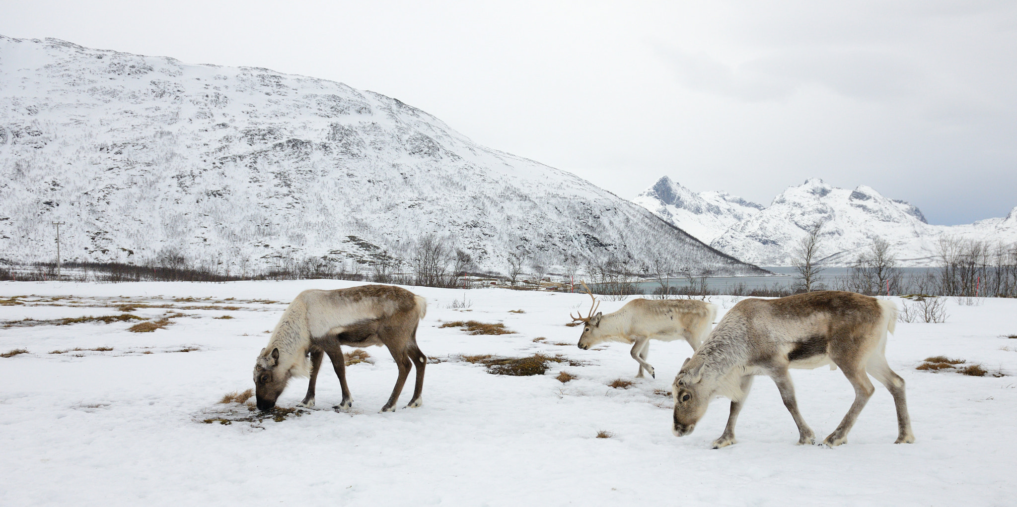 Nikon AF-S Nikkor 24-70mm F2.8G ED sample photo. Reindeers photography