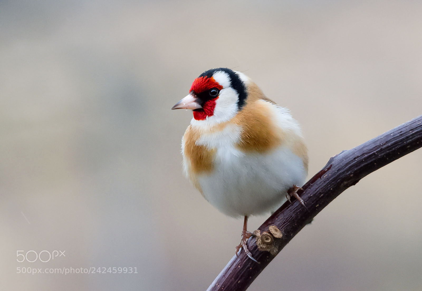 Nikon D7200 sample photo. Goldfinch photography
