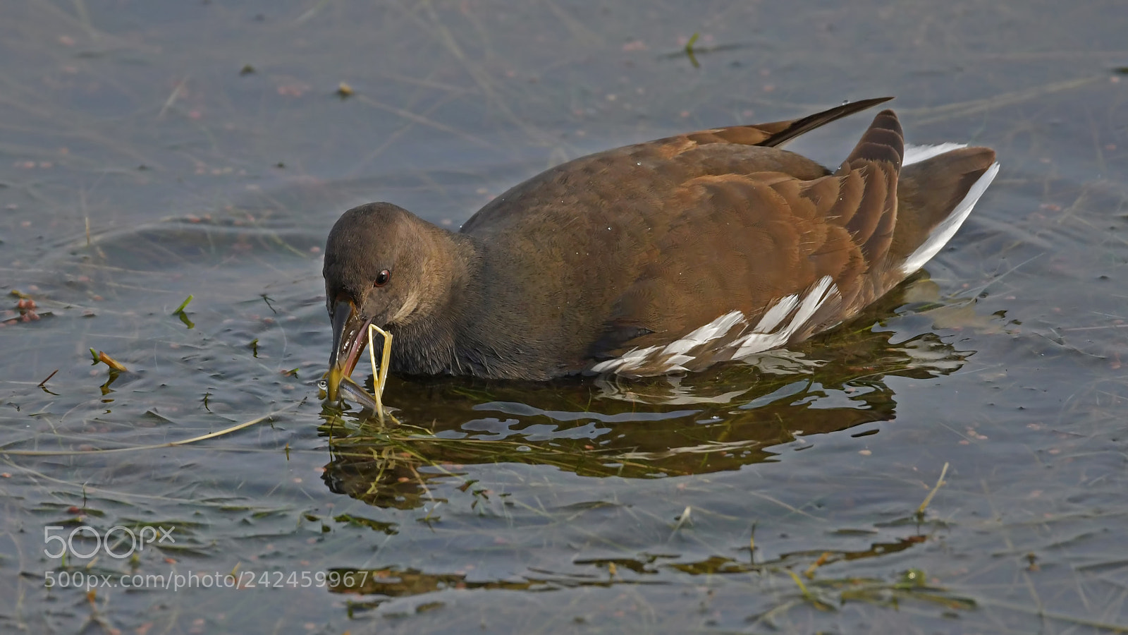 Nikon D500 sample photo. Sutavuğu moorhen photography