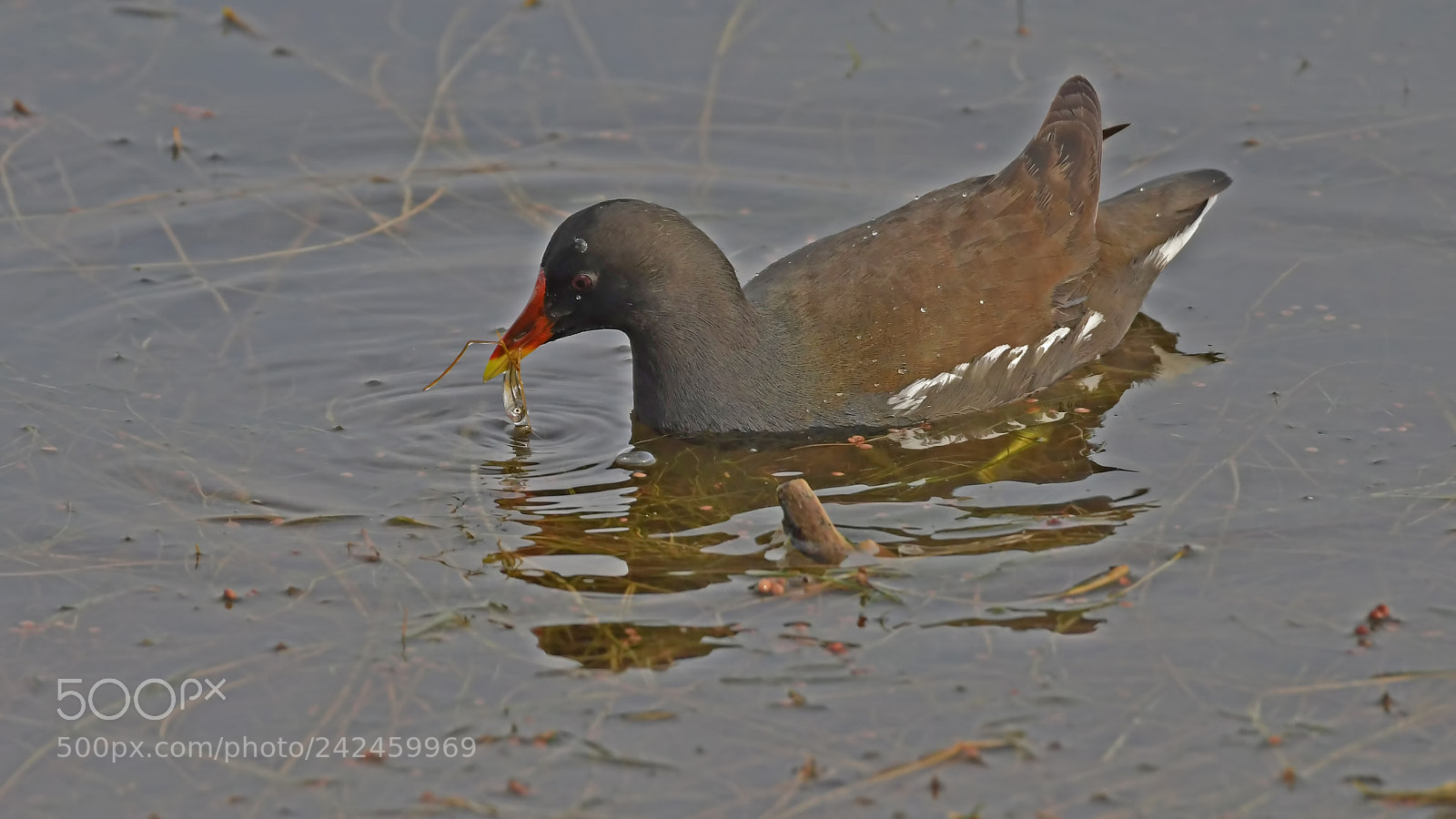 Nikon D500 sample photo. Sutavuğu moorhen photography