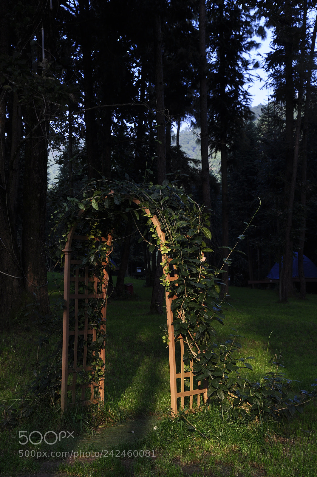 Nikon D90 sample photo. Untitled photography