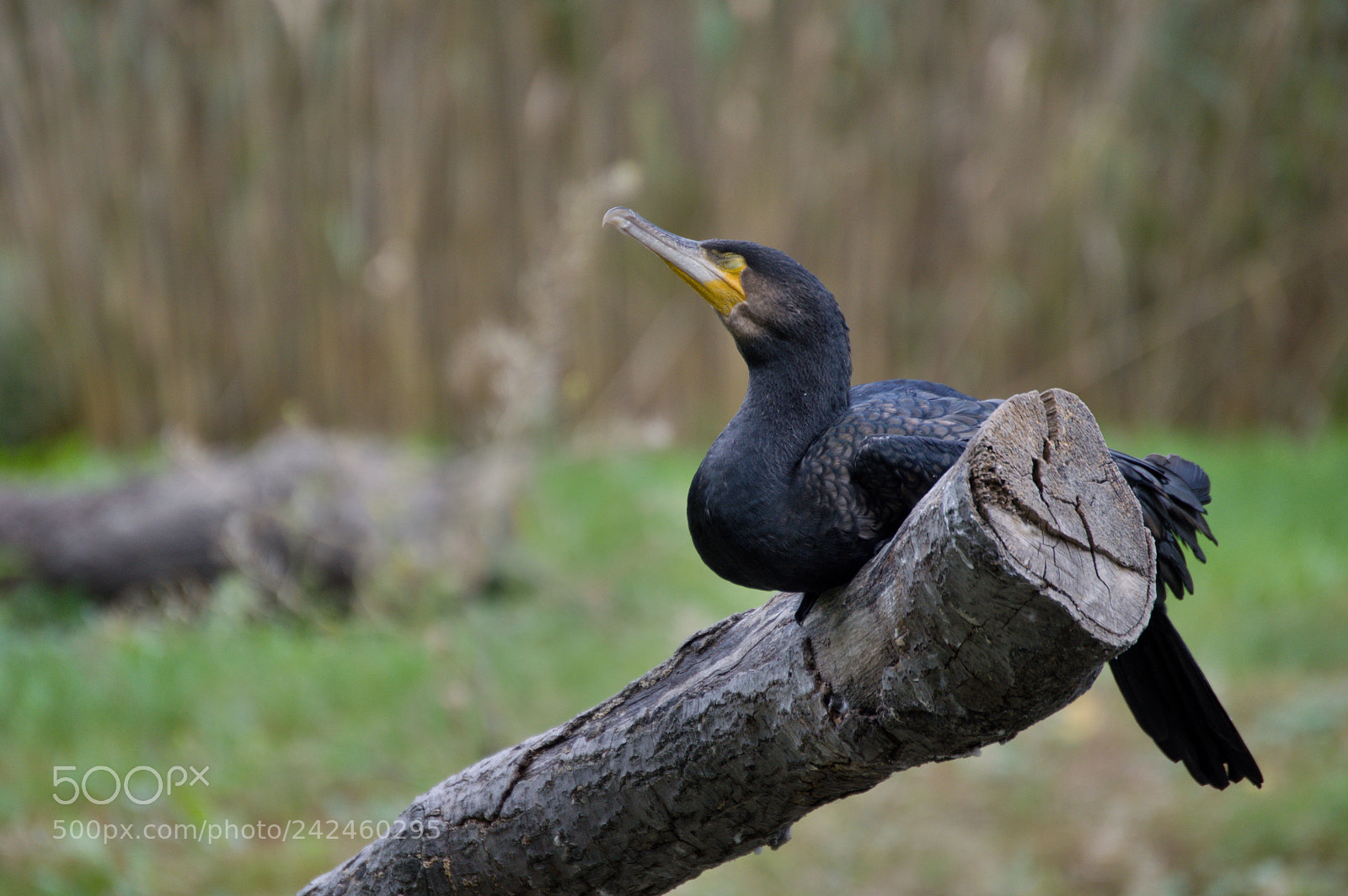 Nikon D3200 sample photo. Bird on the wood photography
