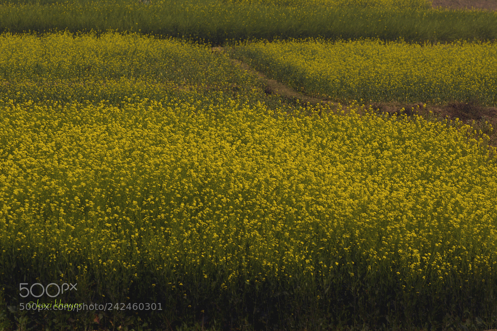 Nikon D7100 sample photo. Yellow carpet photography