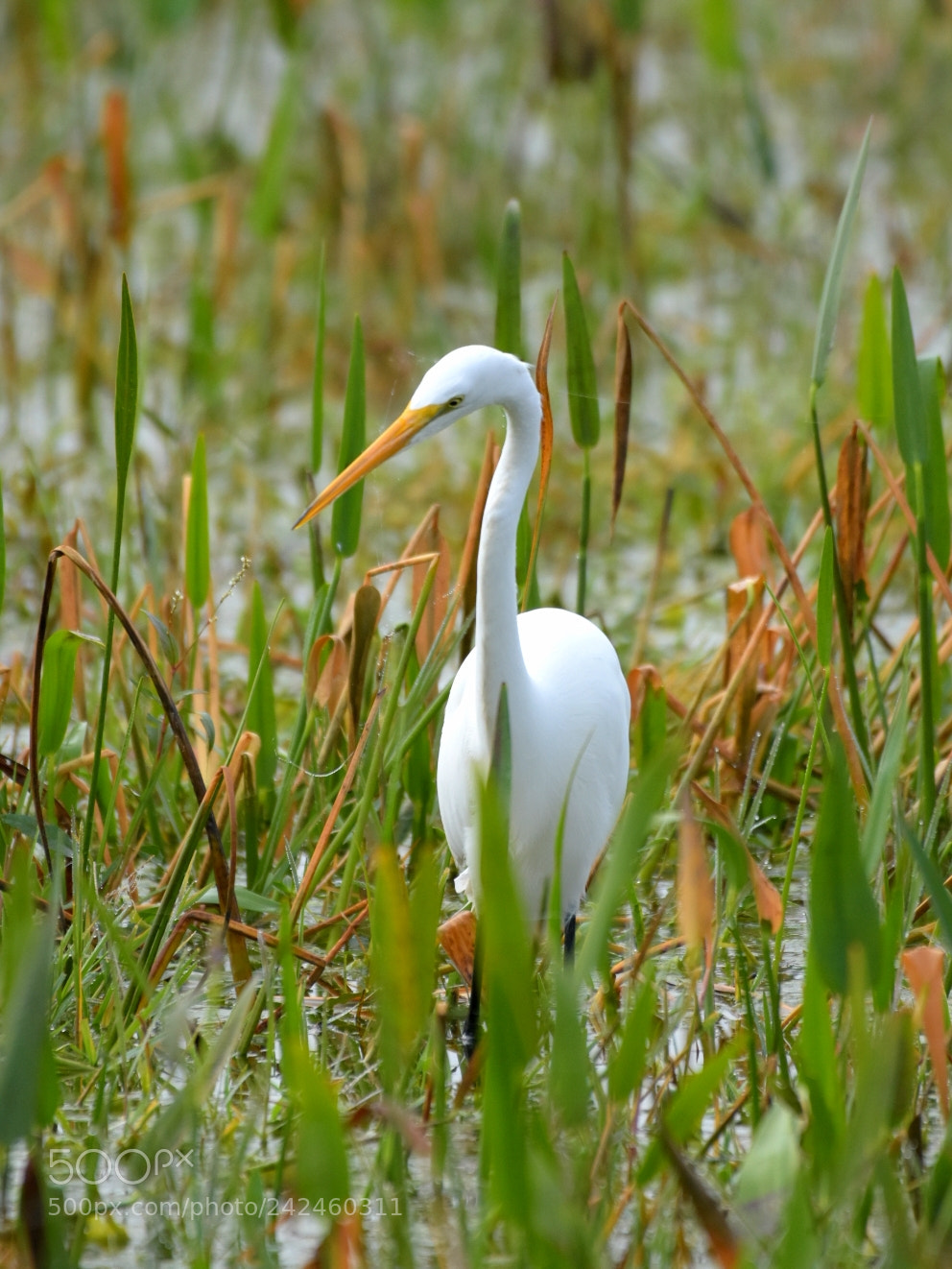 Nikon D7200 sample photo. Egret 1 - stalking photography