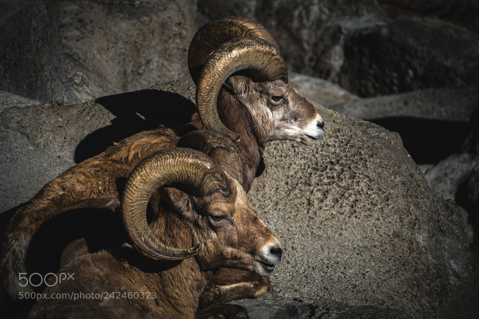 Olympus PEN-F sample photo. Animal photography