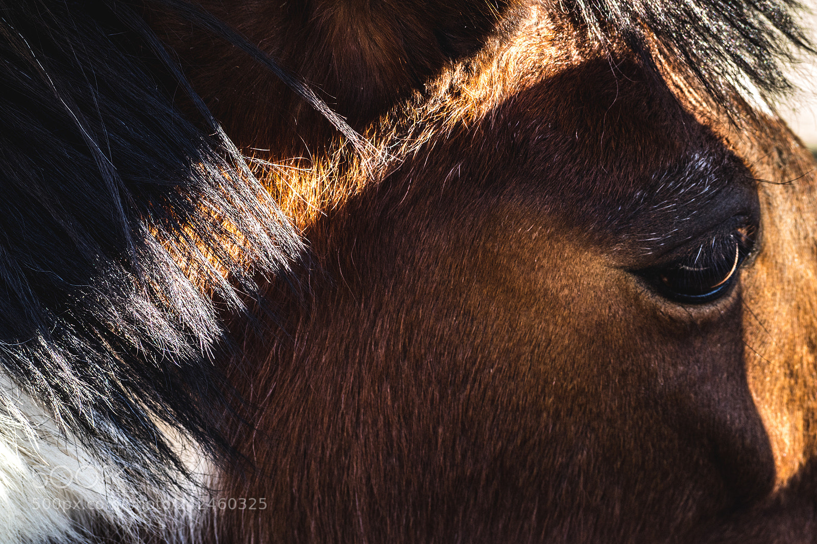 Olympus PEN-F sample photo. Animal photography