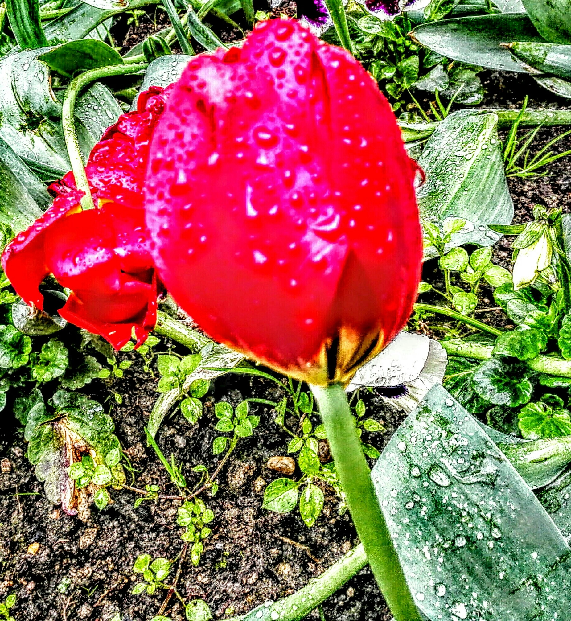 HUAWEI Mate 7 sample photo. Tulip under the rain photography