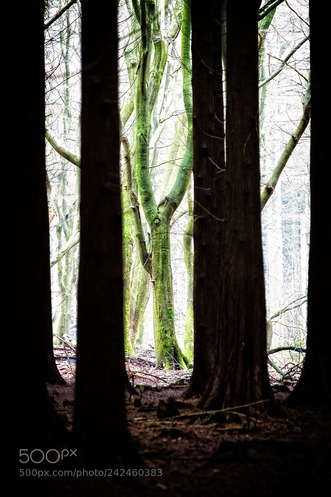Fujifilm X-T2 sample photo. 'that's how the light photography