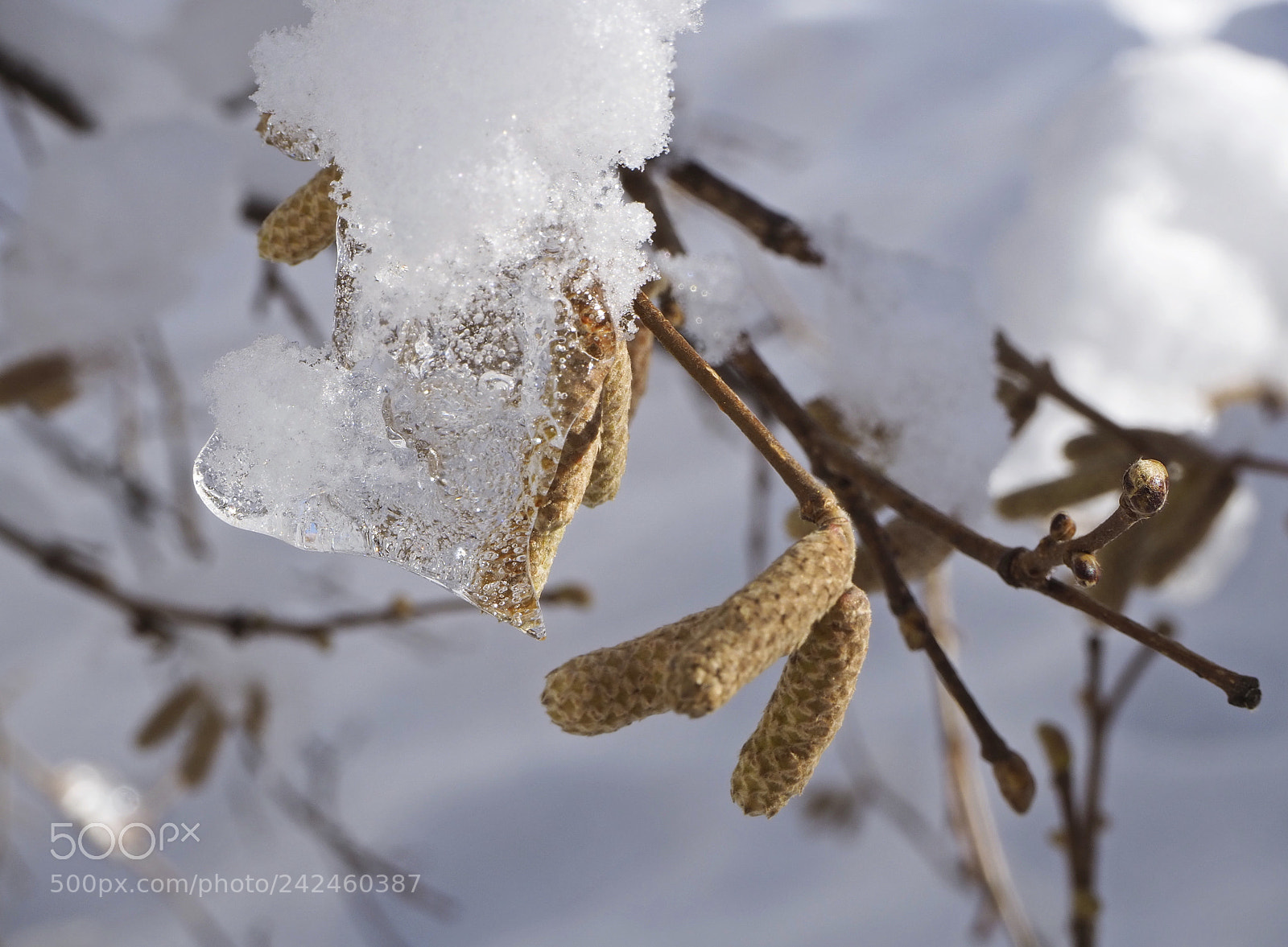 Olympus OM-D E-M10 III sample photo. Ice hearth photography