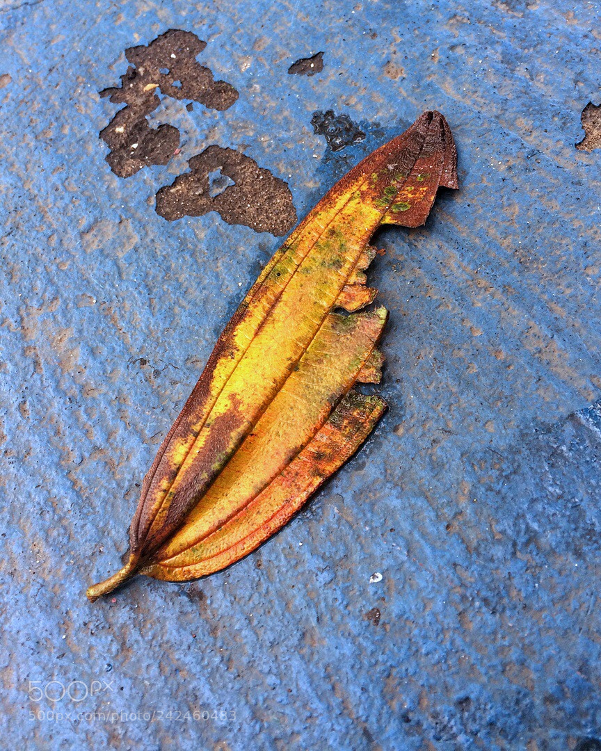 Apple iPhone 5s sample photo. Untitled photography