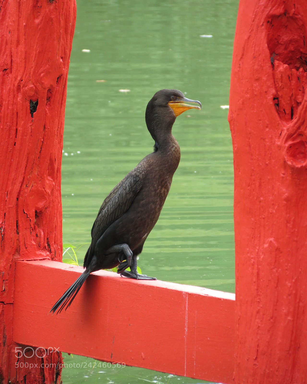 Canon PowerShot SX40 HS sample photo. Cormorant on a crossbar photography
