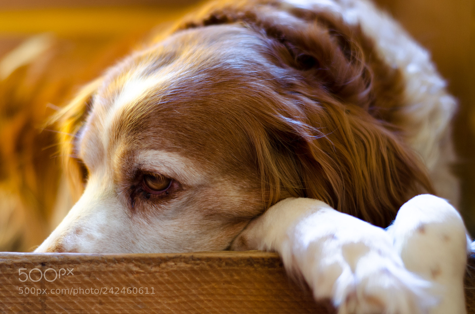 Nikon D5100 sample photo. Sleeping beauty photography