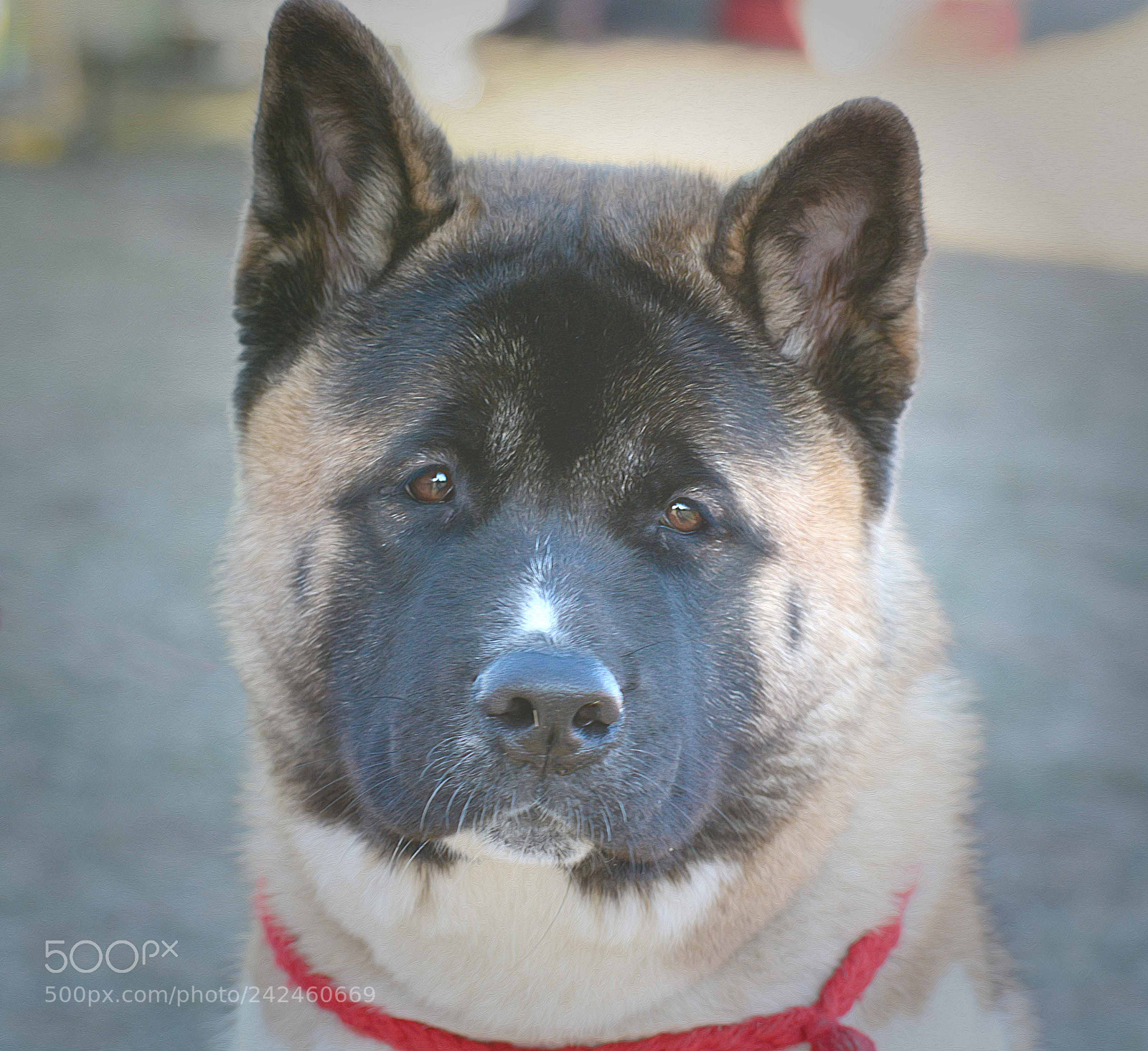 Nikon D7100 sample photo. Untitled photography