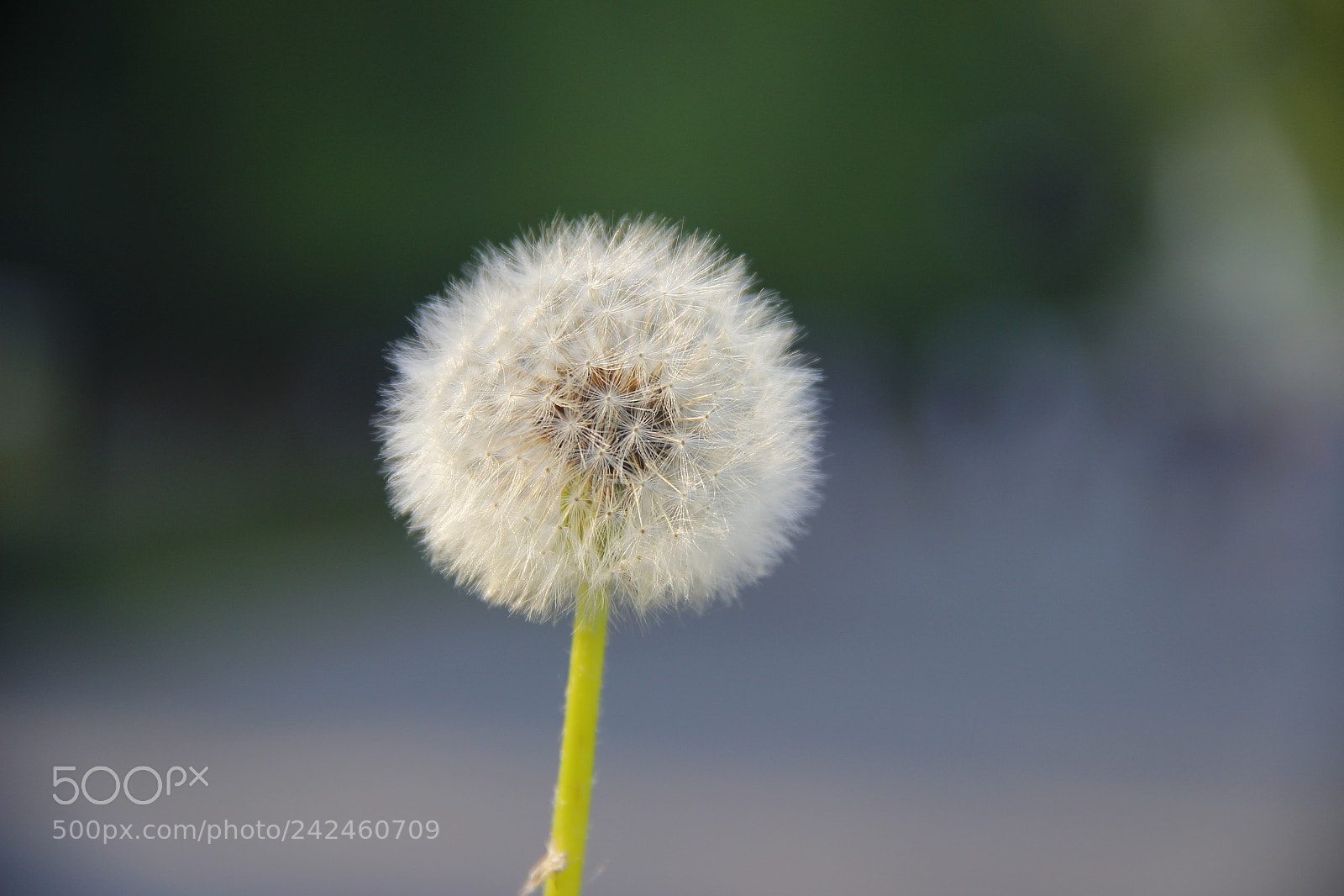 Canon EF-S 18-135mm F3.5-5.6 IS sample photo. Mg photography