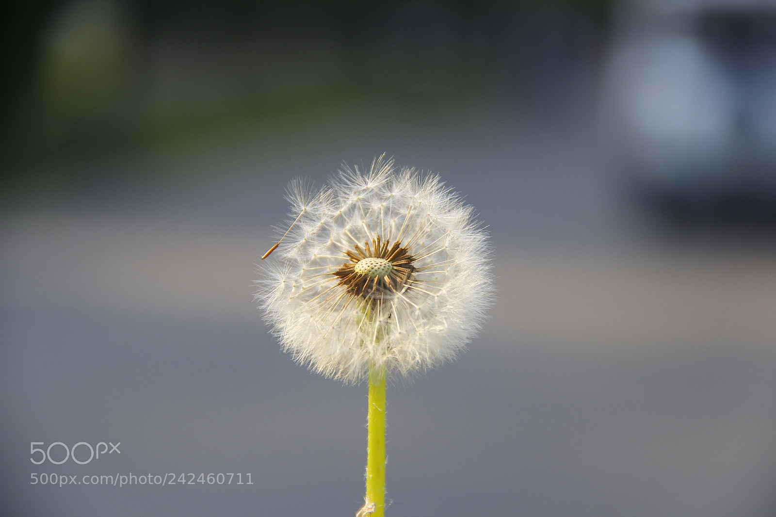 Canon EF-S 18-135mm F3.5-5.6 IS sample photo. Mg photography