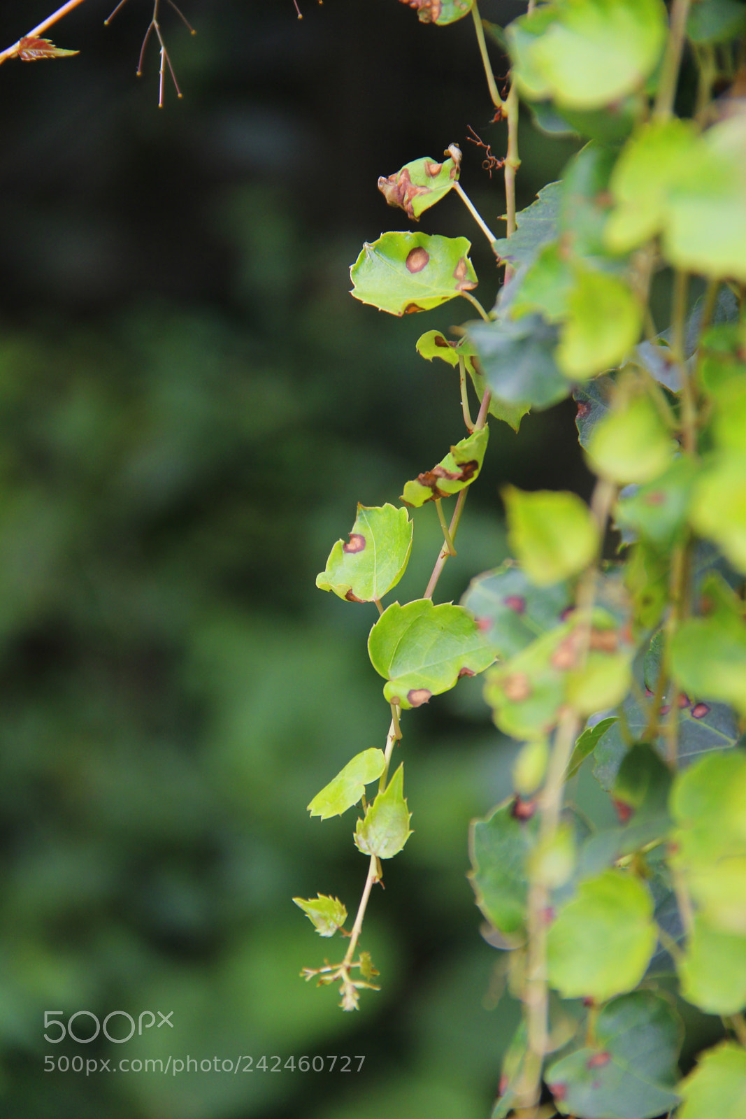 Canon EF-S 18-135mm F3.5-5.6 IS sample photo. Mg photography