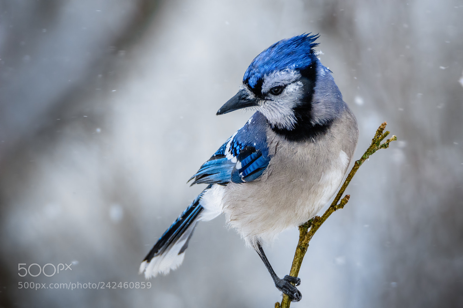 Nikon D7100 sample photo. Blue jay #3 photography