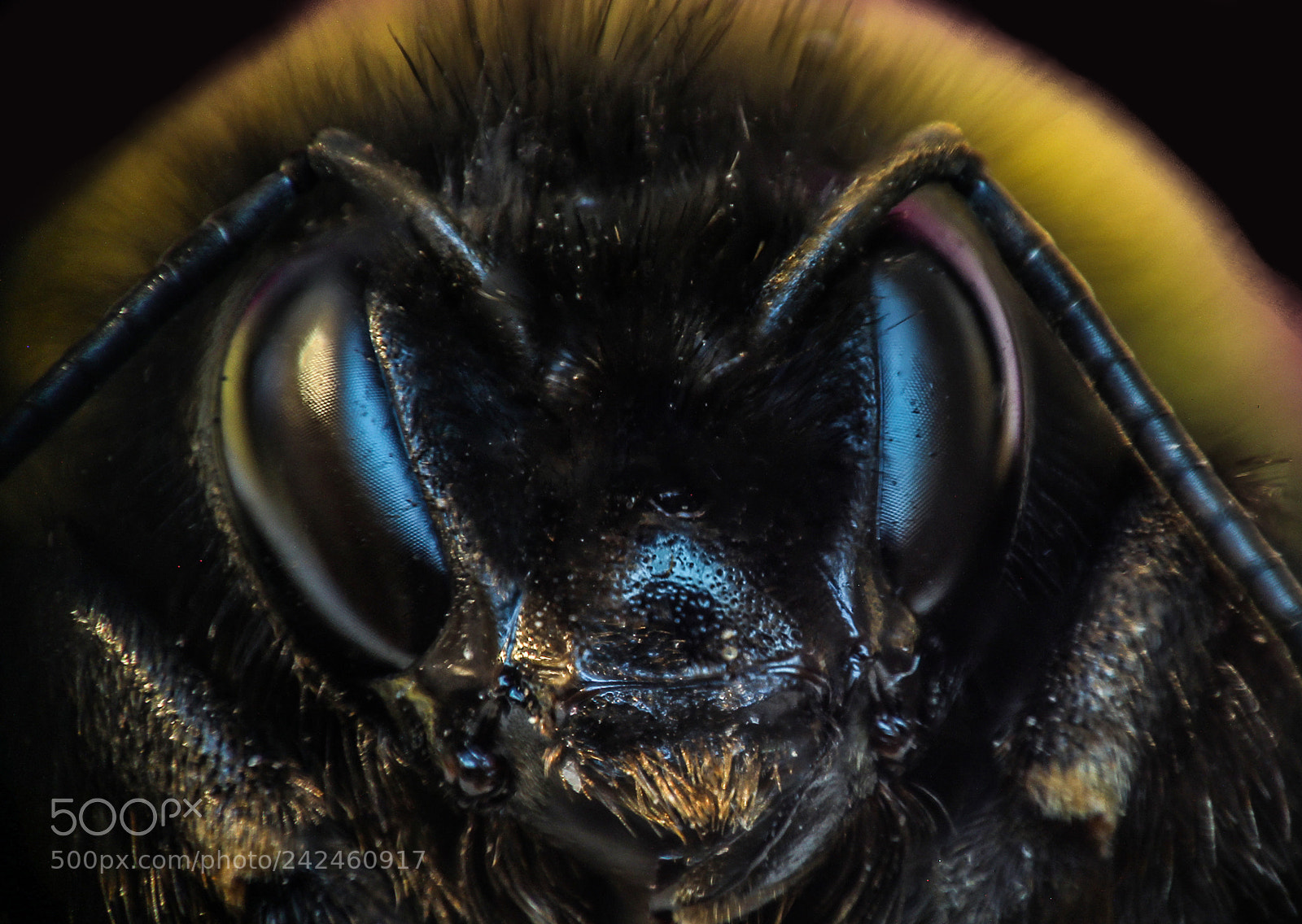 Canon EOS 1200D (EOS Rebel T5 / EOS Kiss X70 / EOS Hi) sample photo. Eyes of bee photography