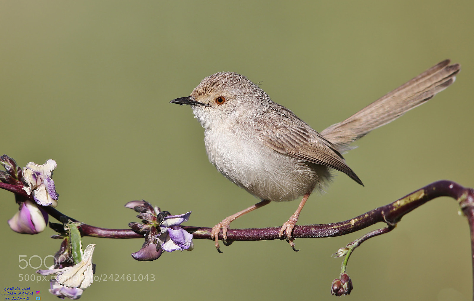 Canon EOS 7D Mark II sample photo. Graceful prinia photography