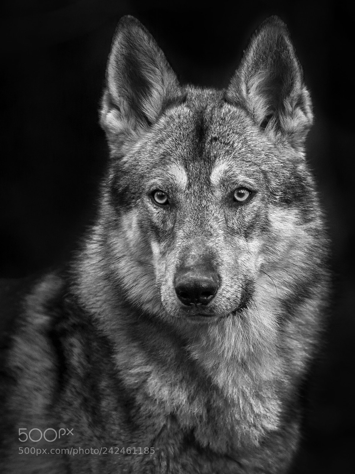Nikon D3S sample photo. T'as d'beaux yeux, tu photography