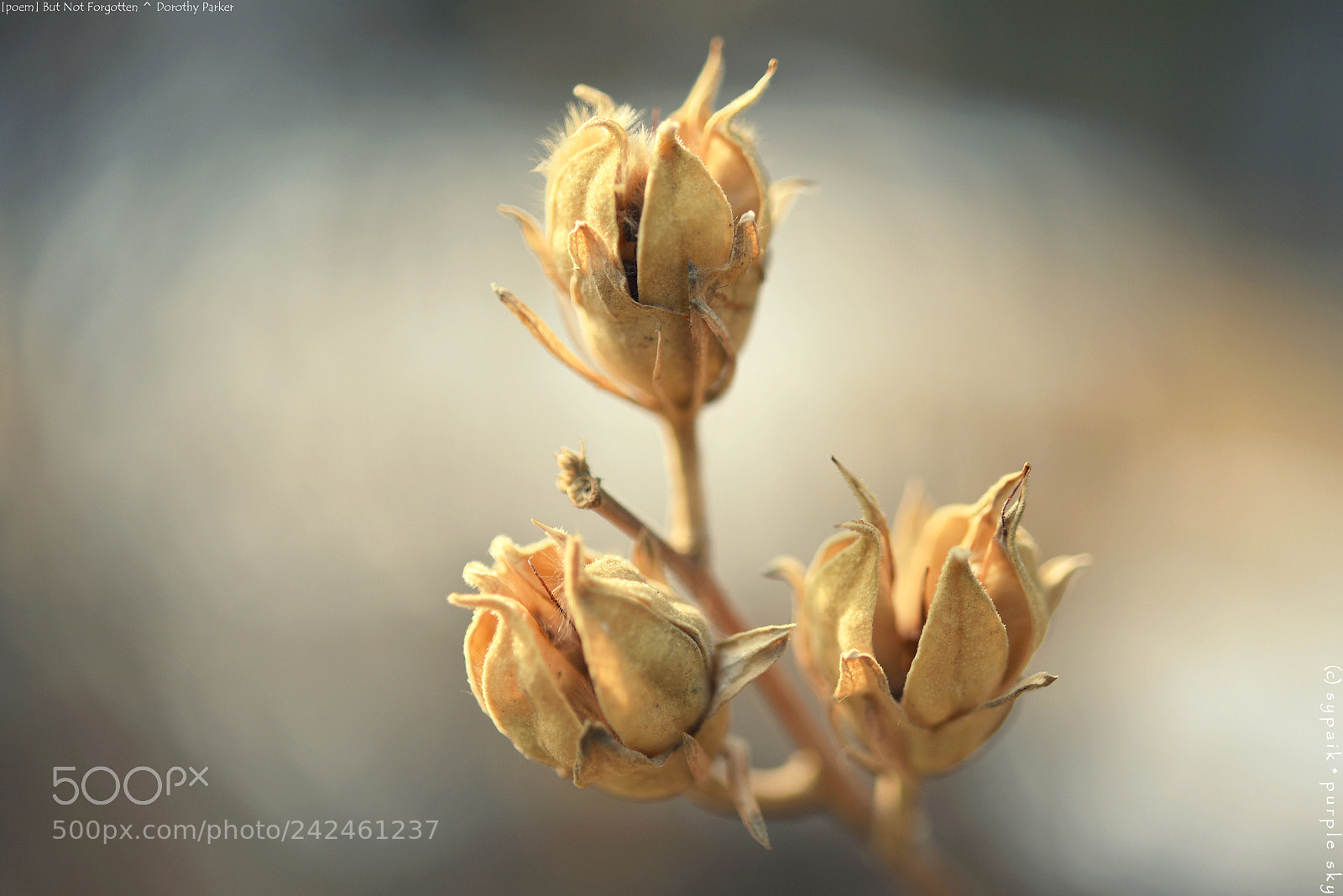 Nikon AF-S Micro-Nikkor 60mm F2.8G ED sample photo. But not forgotten * photography