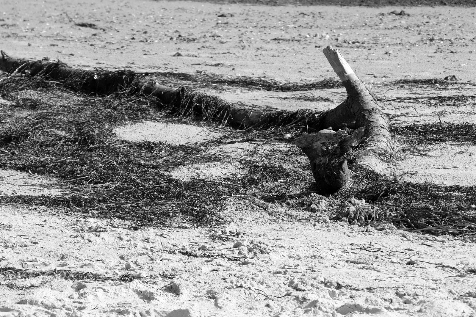 Canon EOS 77D (EOS 9000D / EOS 770D) sample photo. Roots on beach mono photography