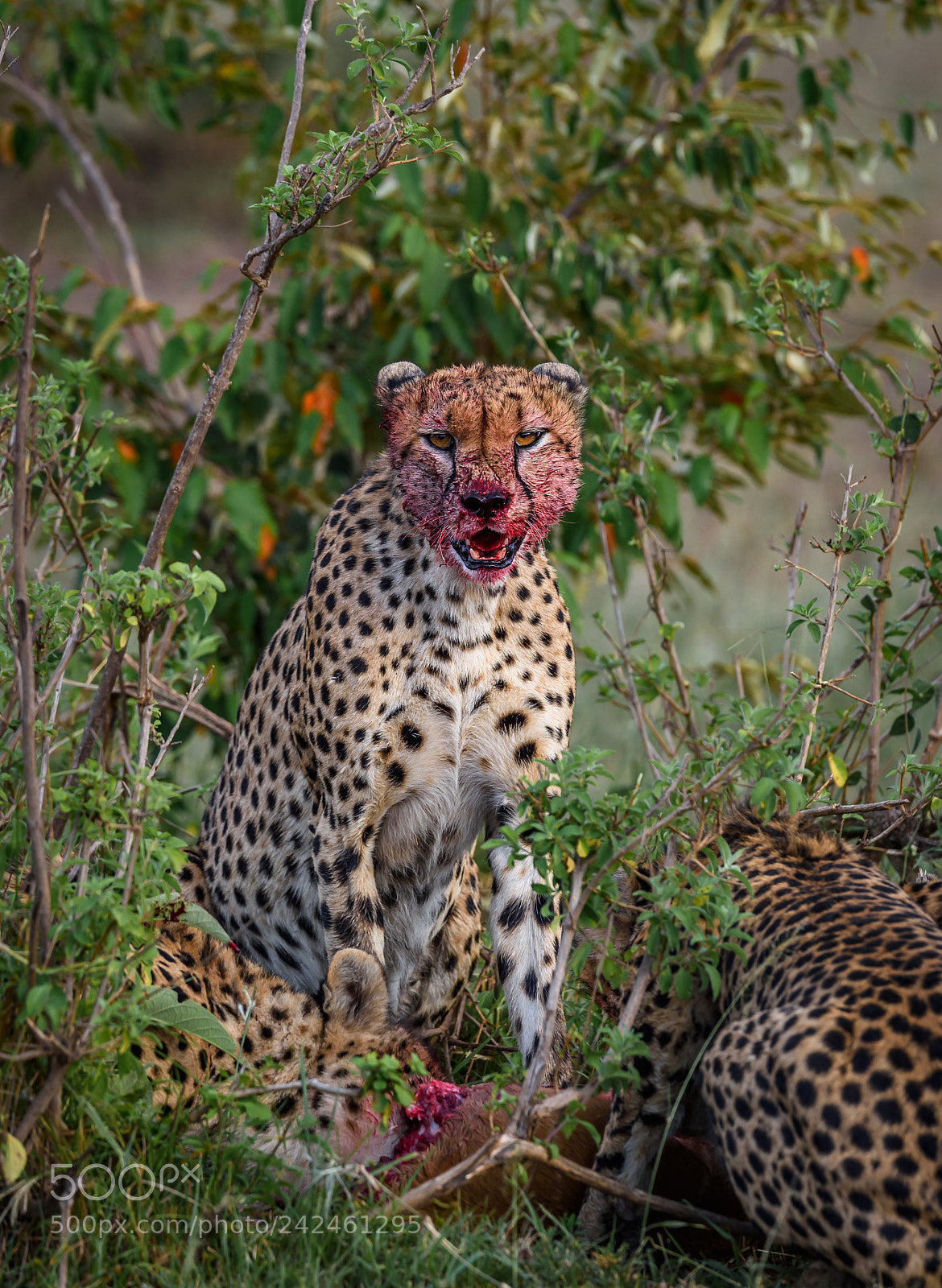 Nikon Df sample photo. Group of cheetah hunting photography