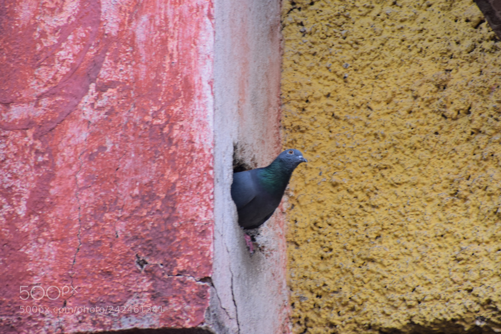 Nikon D3400 sample photo. Peek a boo photography