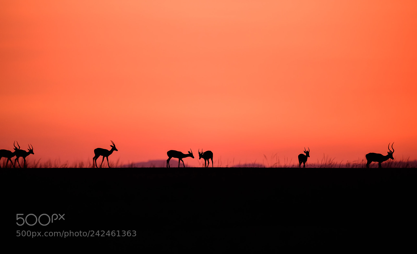 Nikon Df sample photo. Wild sunrise photography