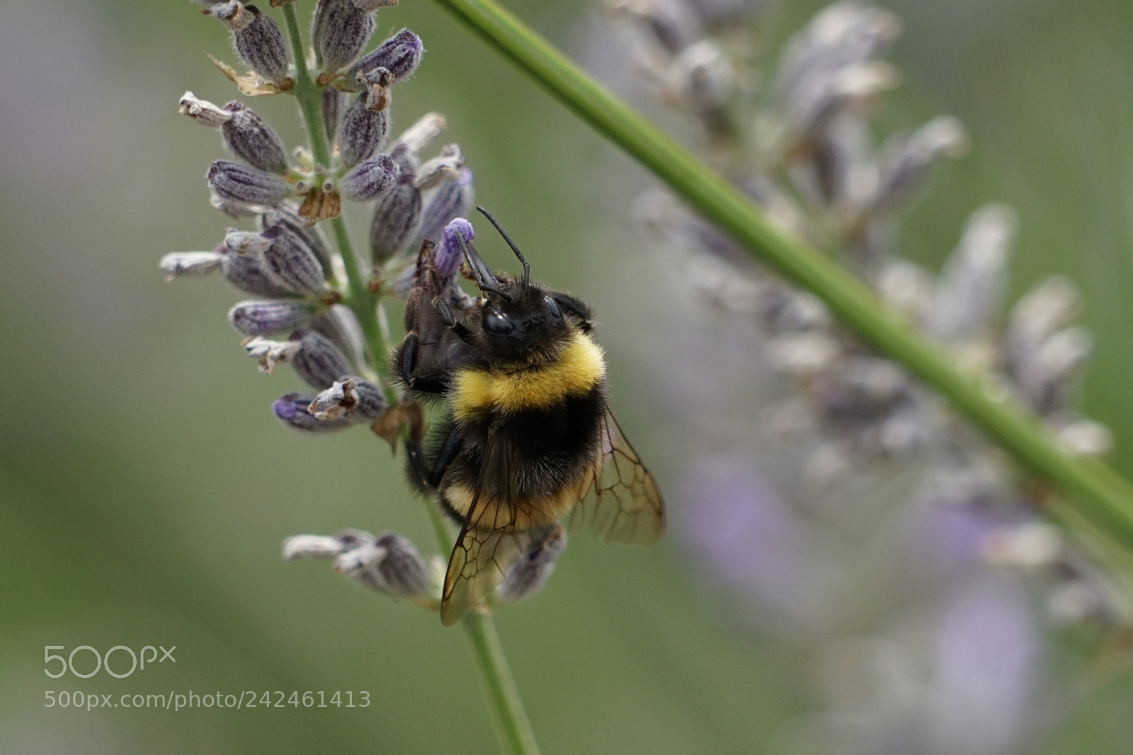 Sony a7 II sample photo. Giant bee! photography