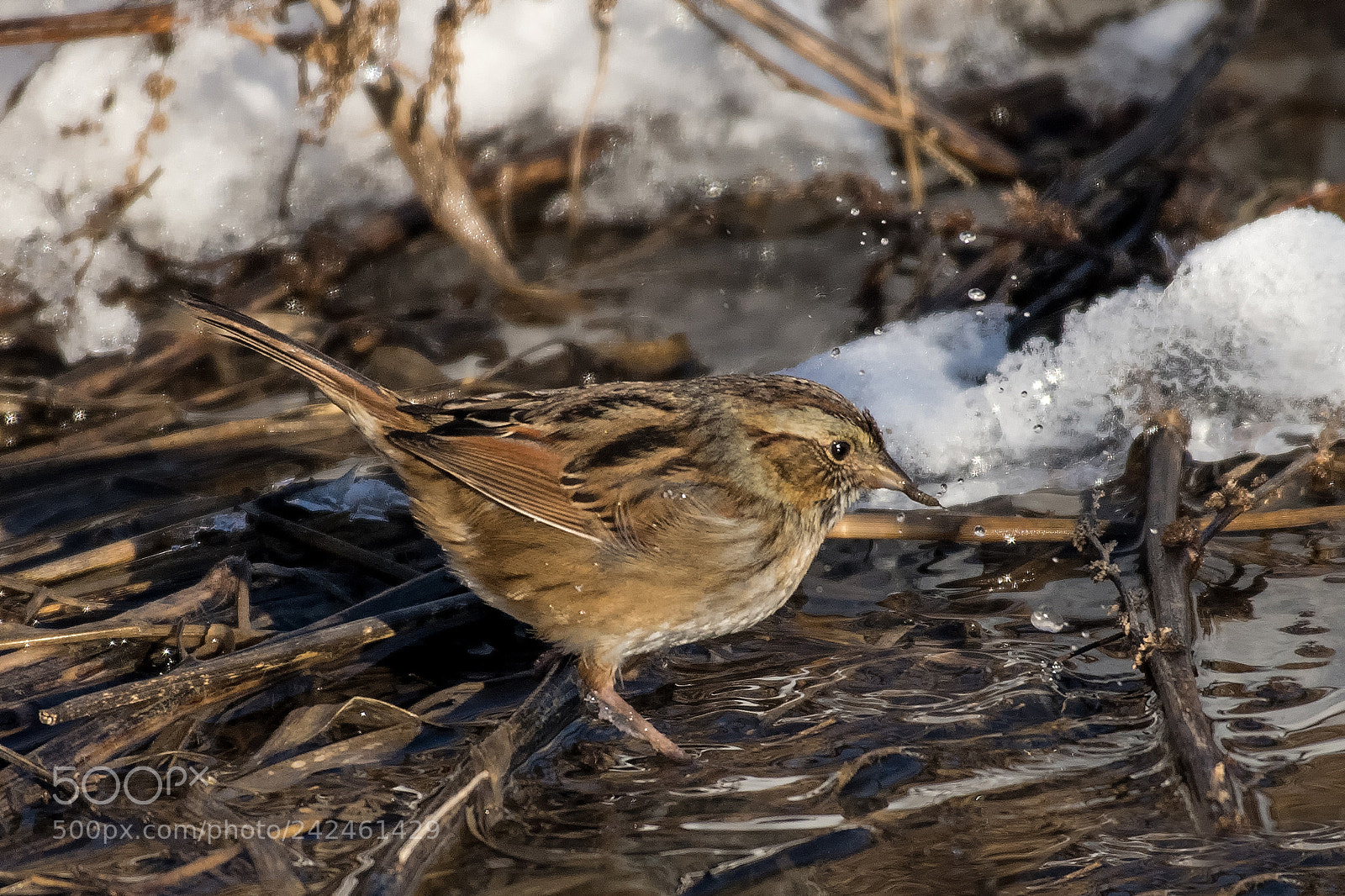 Nikon D850 sample photo. Swamp sparrow photography