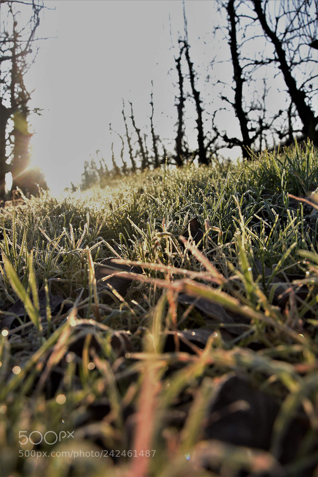 Nikon D7200 sample photo. () photography