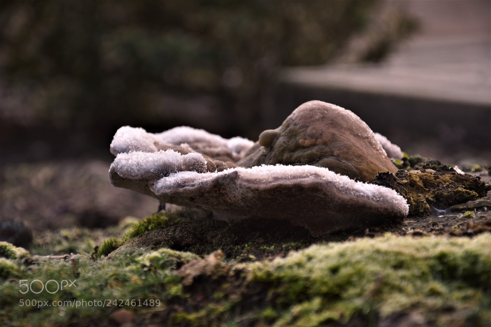 Nikon D7200 sample photo. () photography