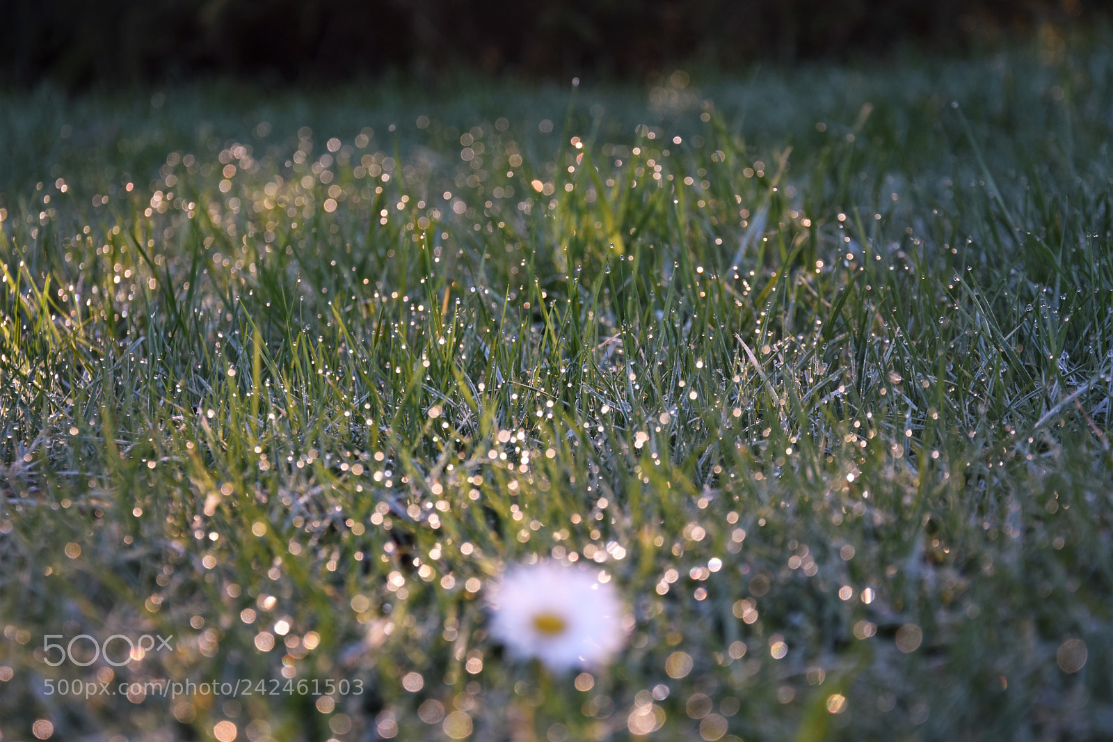 Nikon D7200 sample photo. () photography