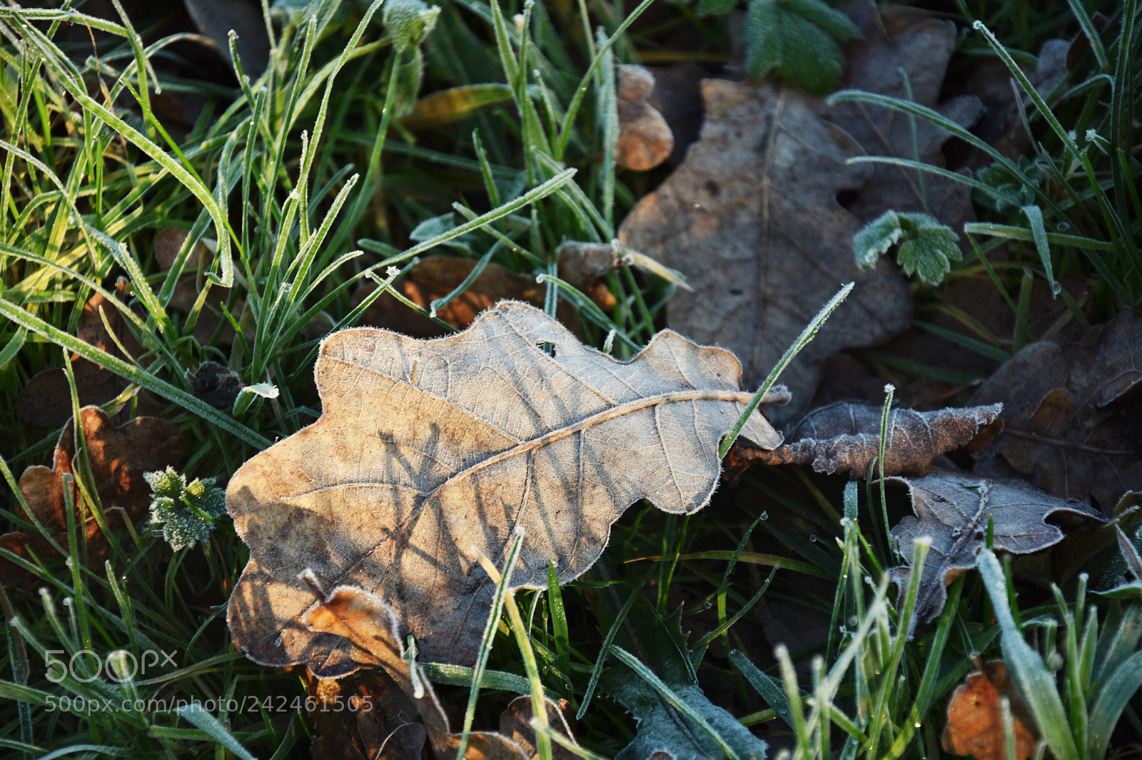 Nikon D7200 sample photo. () photography