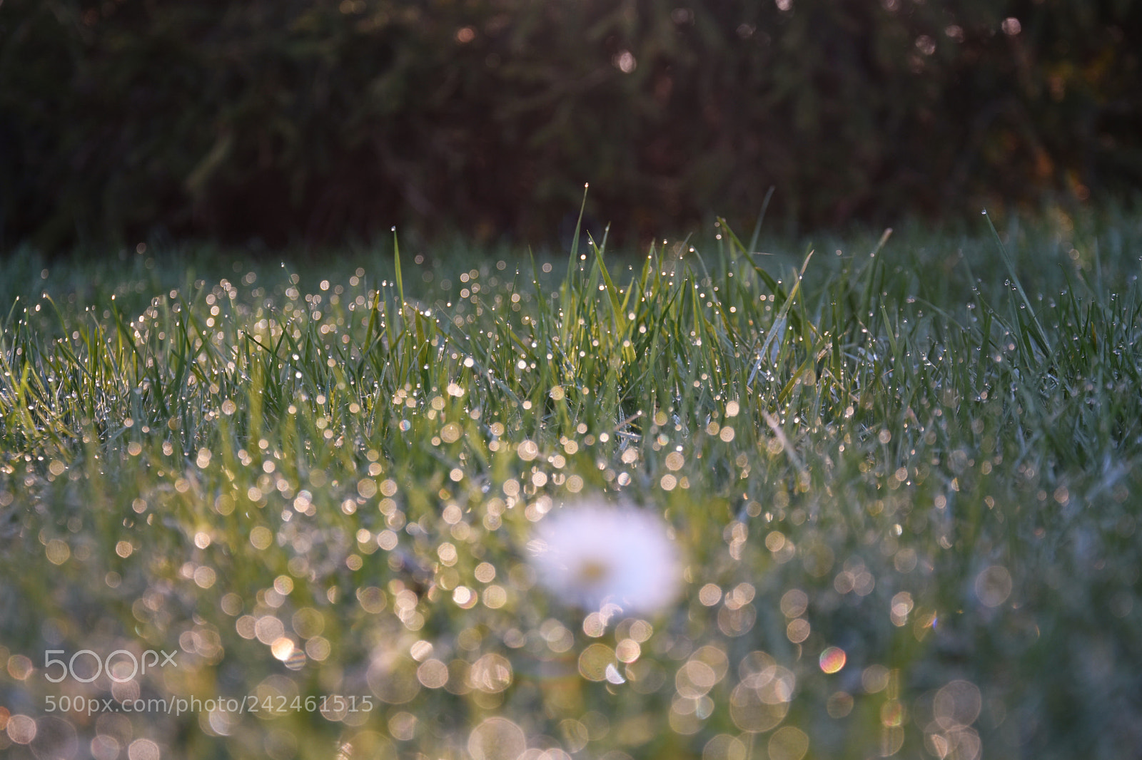 Nikon D7200 sample photo. () photography