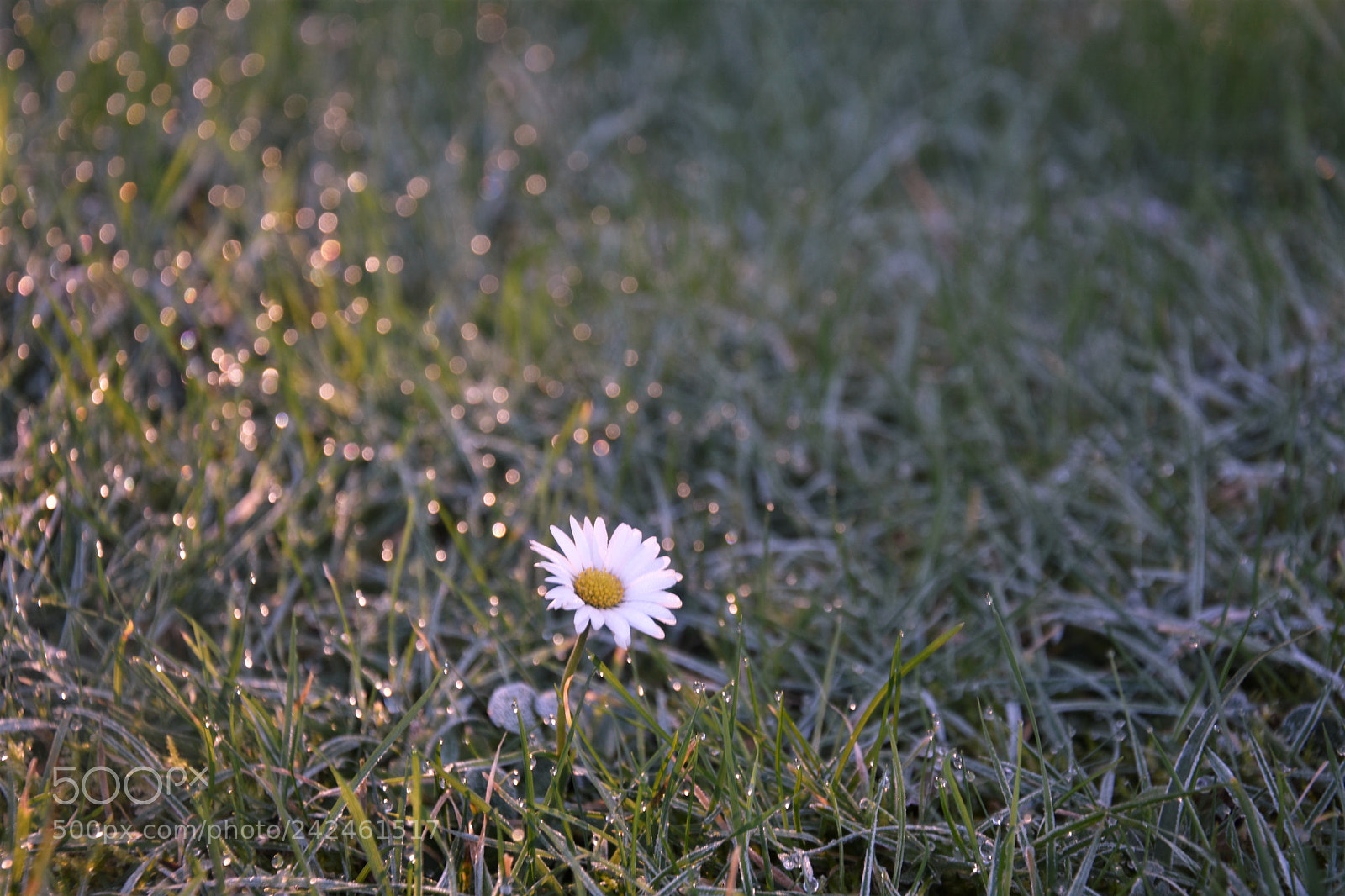 Nikon D7200 sample photo. () photography