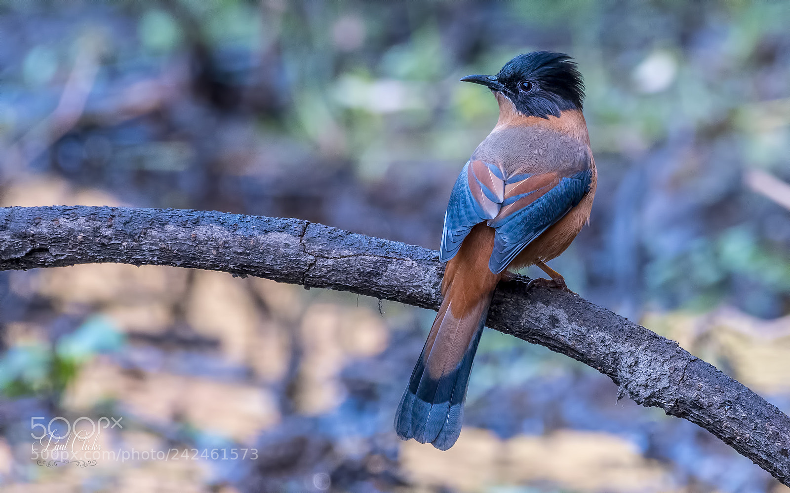 Nikon D500 sample photo. Rufous sibia photography