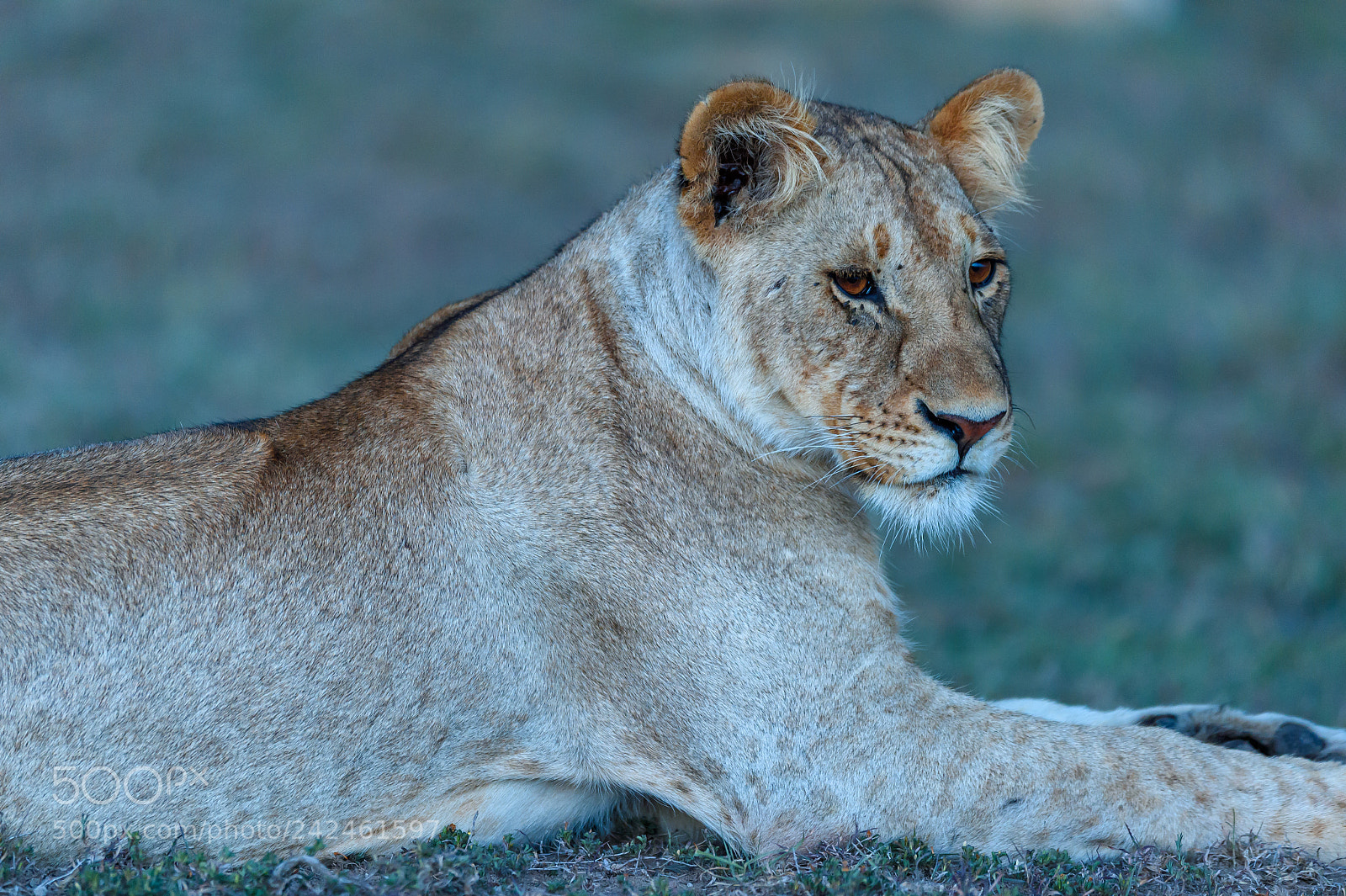 Nikon Df sample photo. Lioness photography