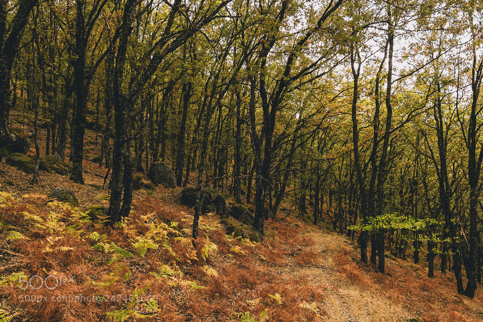 Canon EOS 750D (EOS Rebel T6i / EOS Kiss X8i) sample photo. Autumn path photography