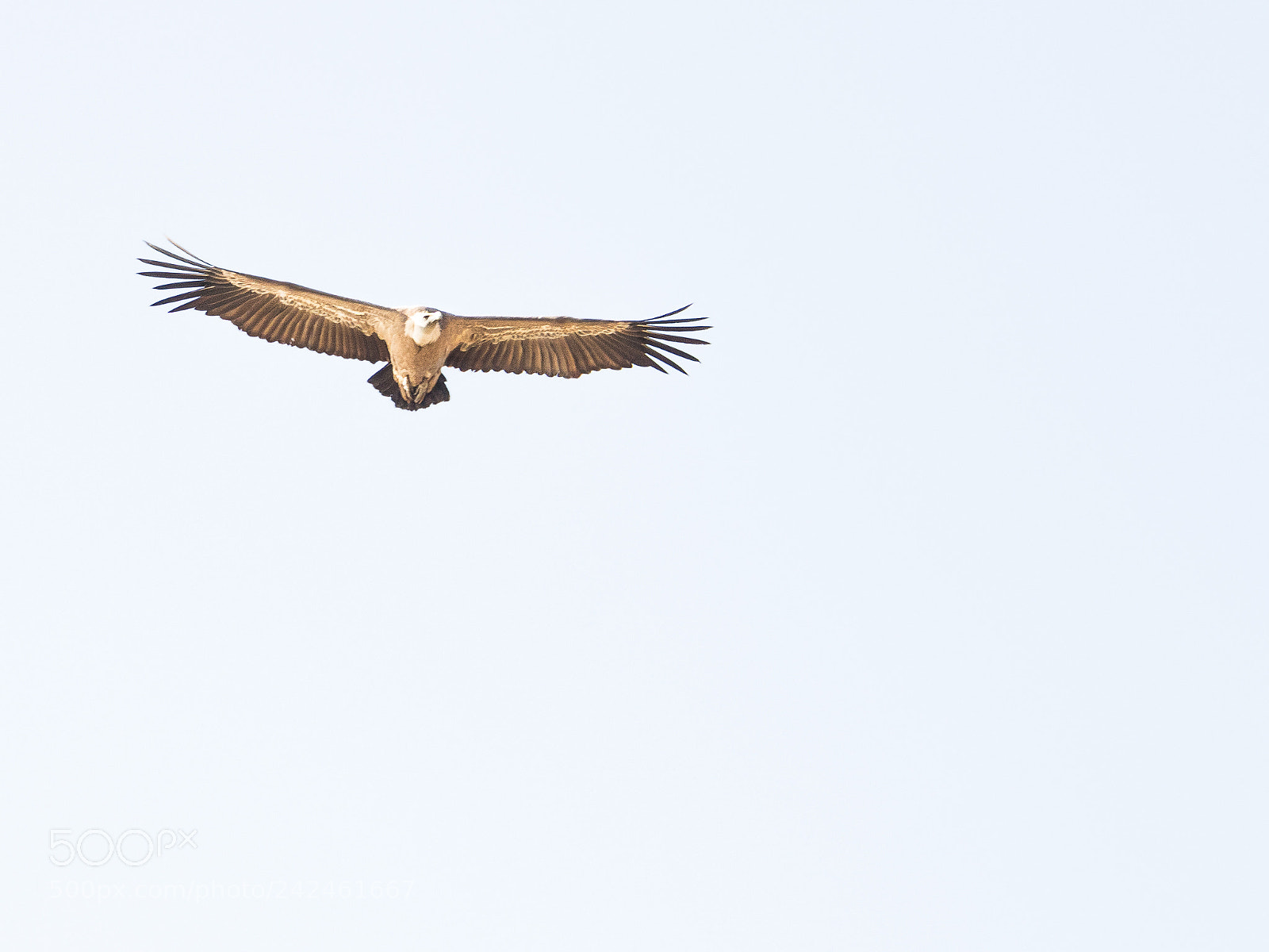 Canon EOS 750D (EOS Rebel T6i / EOS Kiss X8i) sample photo. Vulture flight photography
