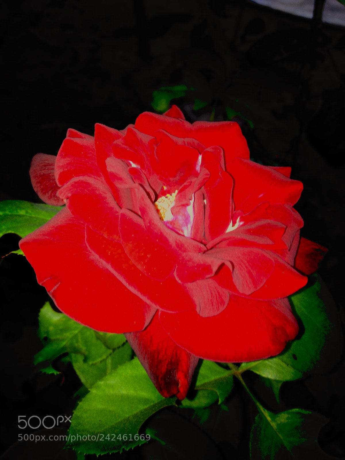 Apple iPhone 4S sample photo. Dominant color photography